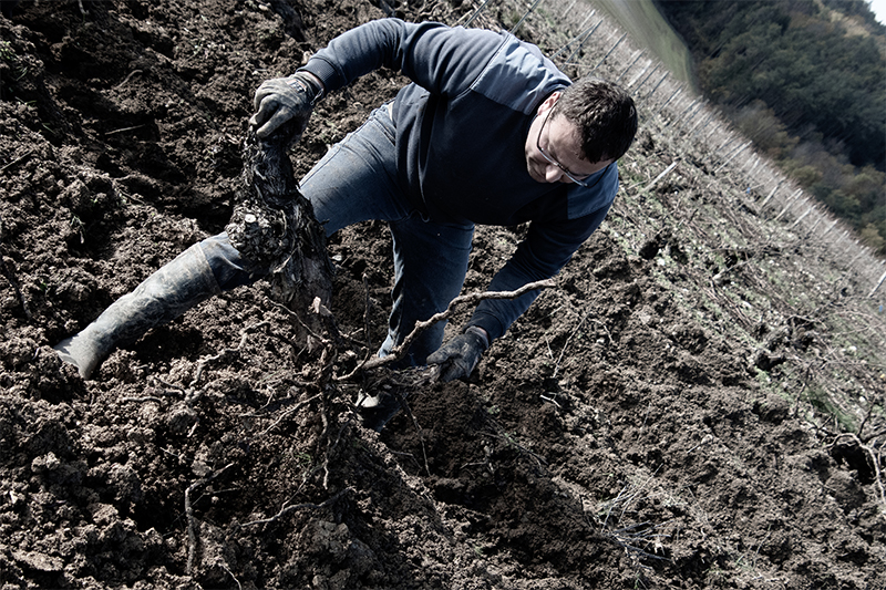 champagne goussard respect environnement