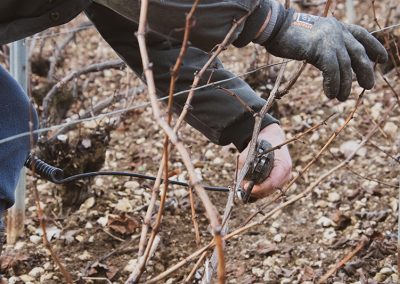 taille vignes champagne goussard