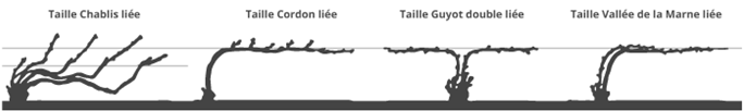 taille champenoise vigne champagne goussard